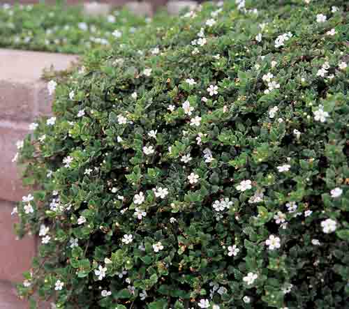 green plant with white flowers