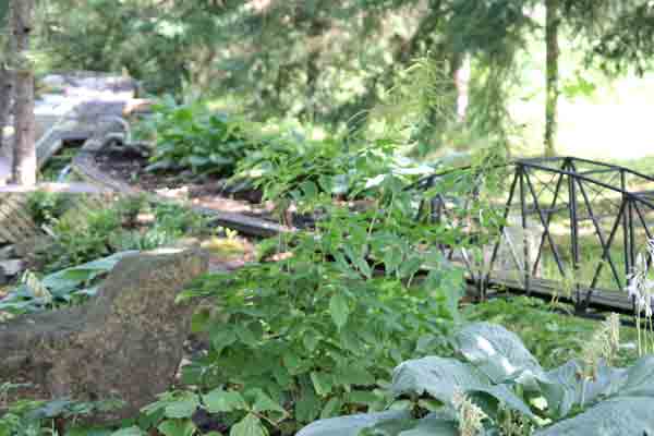 bridge with greenery