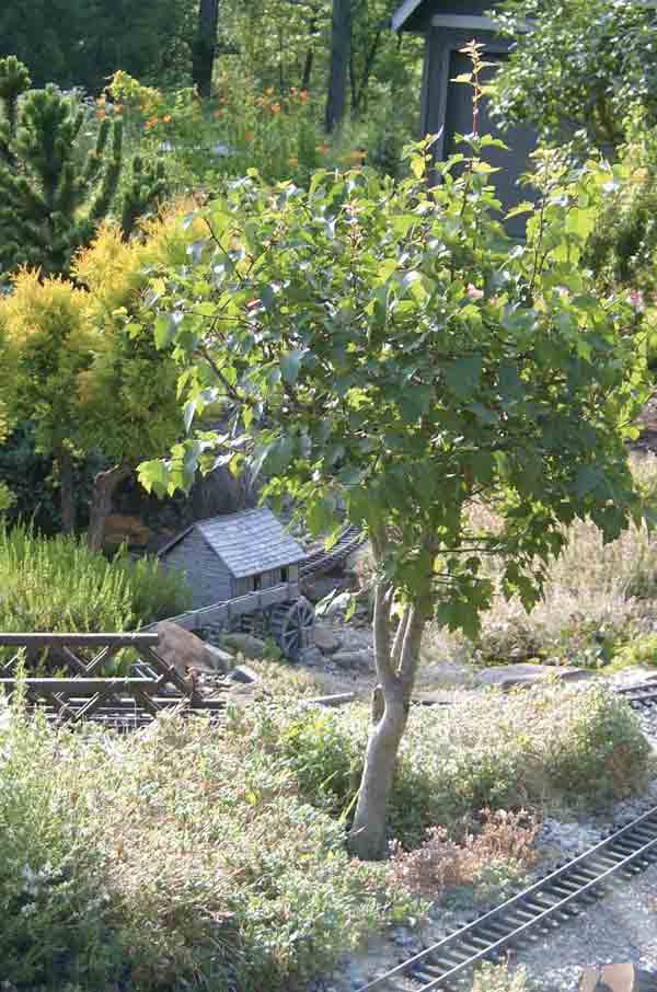 tree on garden railway with house in the distance