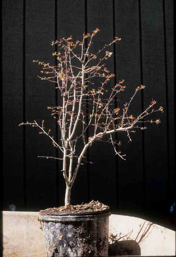 tree in pot without leaves