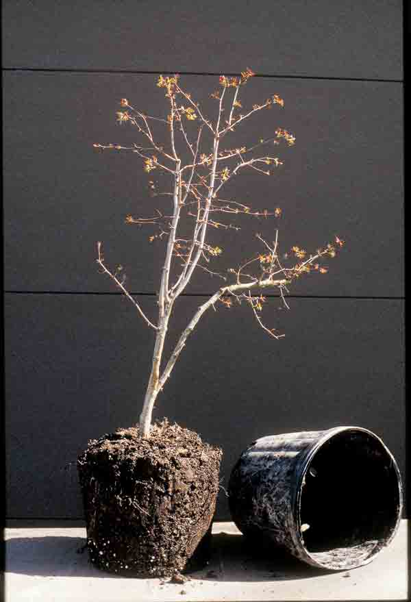 tree with root ball next to pot: Miniaturizing trees using bonsai