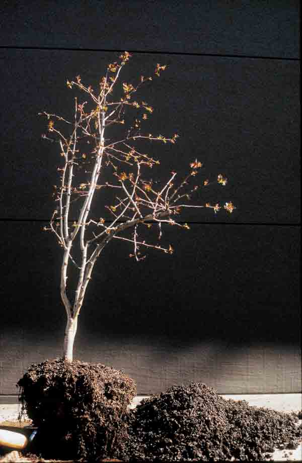 tree with root ball cut: Miniaturizing trees using bonsai