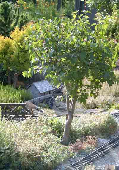 bonsai_pruning1