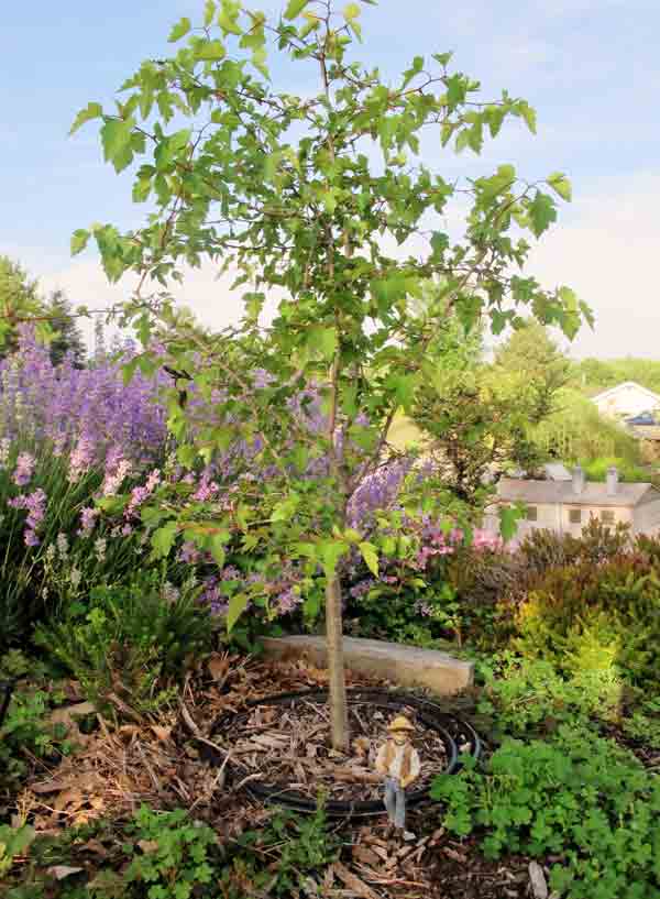 bonsai_pruning2