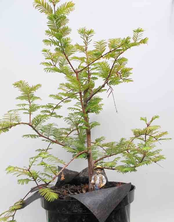 bonsai_pruning3