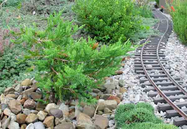 bonsai_pruning5