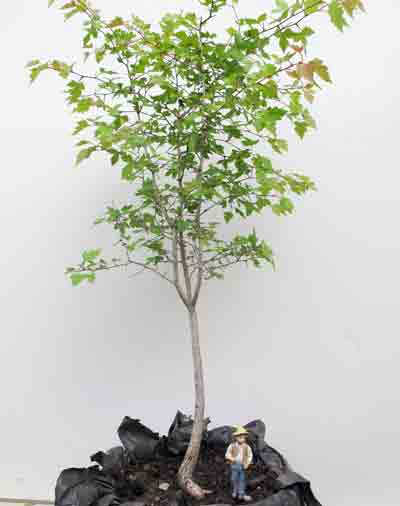 bonsai_pruning6