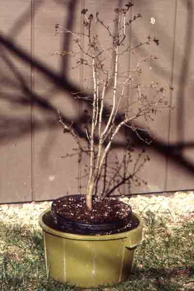 bonsai_pruning7