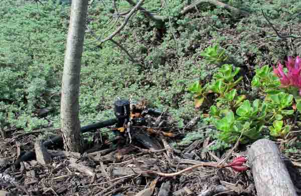 bonsai_pruning8