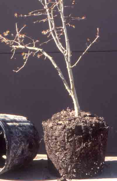 bonsai_pruning9