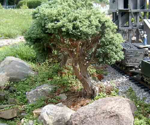 tree on garden railroad: gallery of miniature conifers