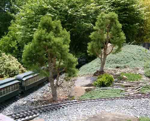 two trees on garden railway: gallery of miniature conifers
