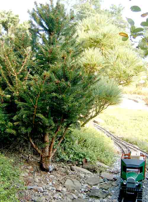 tree with model truck on garden railway