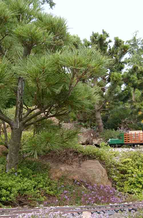 trees on garden railway: gallery of miniature conifers