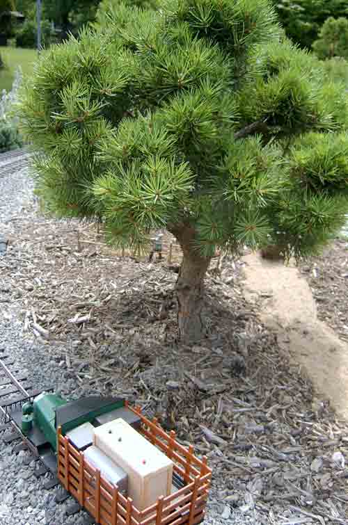 tree with model truck