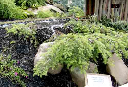 large shrub on garden railway