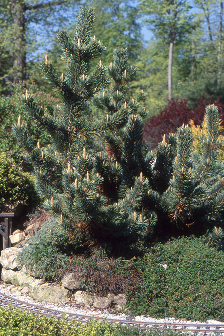 conifers2_11