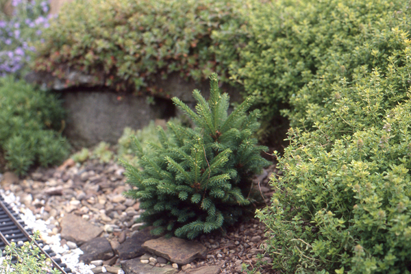 conifers2_6