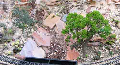 tree next to rocks