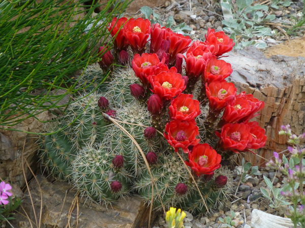 Echinocereus_coccineusweb