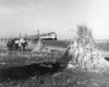 A black and white photo of horses approaching hay with a train in the background