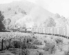 a steam passenger train rounding a corn field