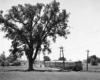 a passenger train by a field and a tree