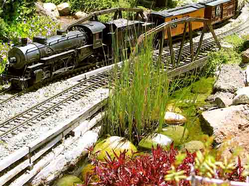 Dwarf cattail with black model steam engine on track