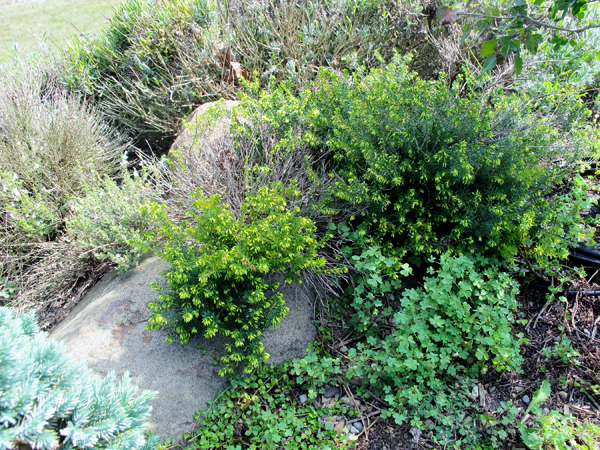 greenery near rocks