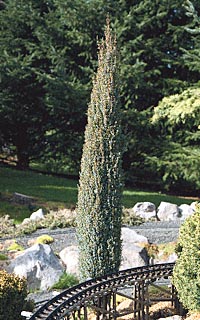 Dwarf Irish juniper