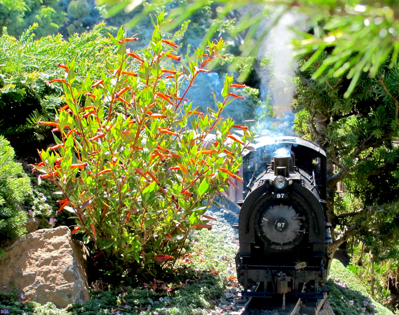 model locmotive with steam on garden railway
