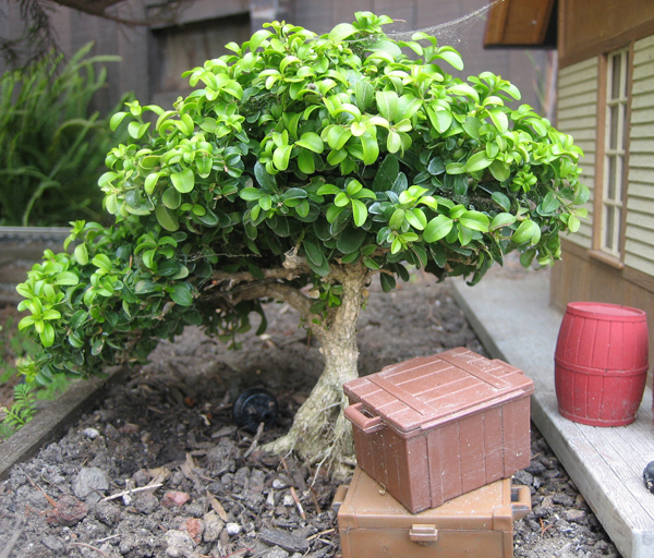 littleleaf_boxwood