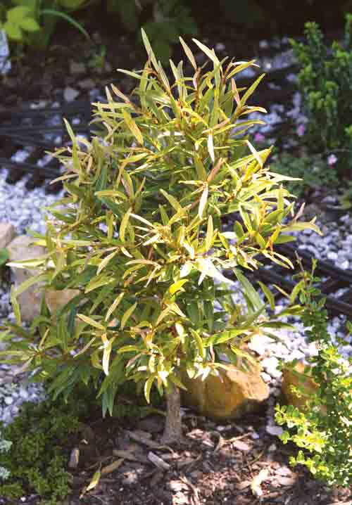 Willow-leafed ficus tree