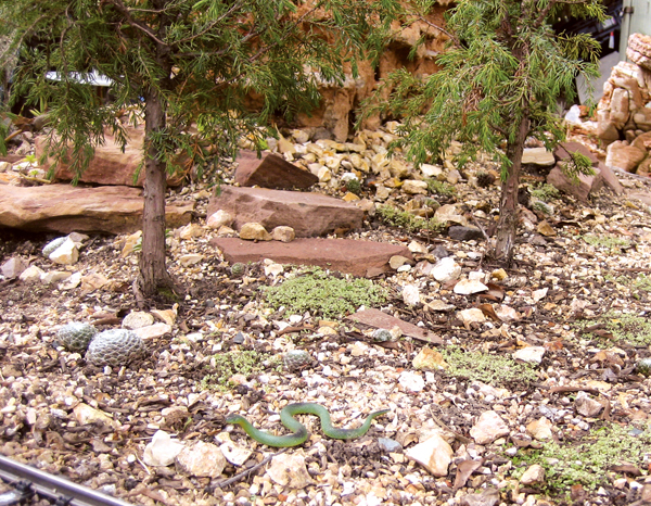 two trees in rocky soil