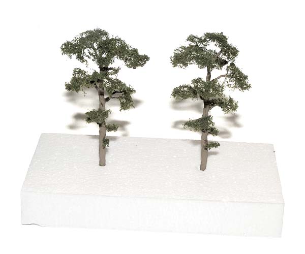 Scots Pine