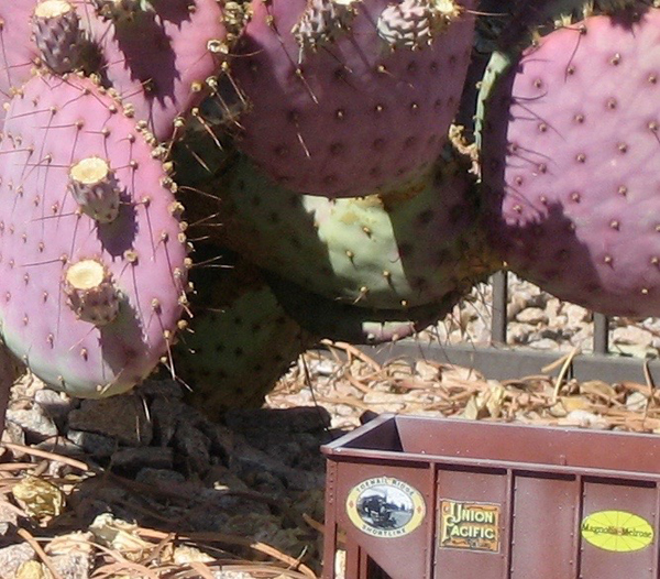 prickly_pear2