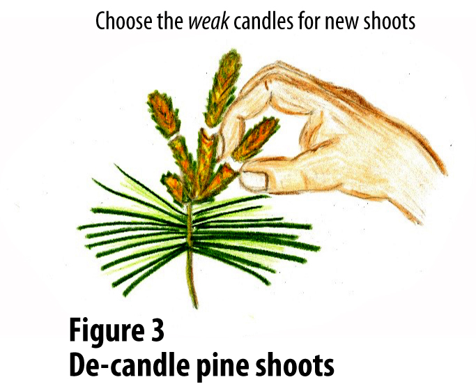 hand removing ends of pine shoot