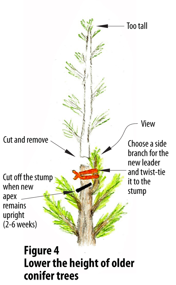 illustration of pruning a tree