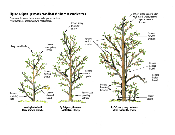 pruning2_A