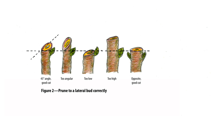 pruning2_B