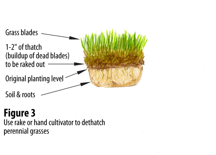 pruning2_C