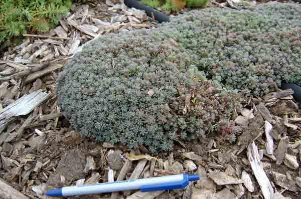 sedum5