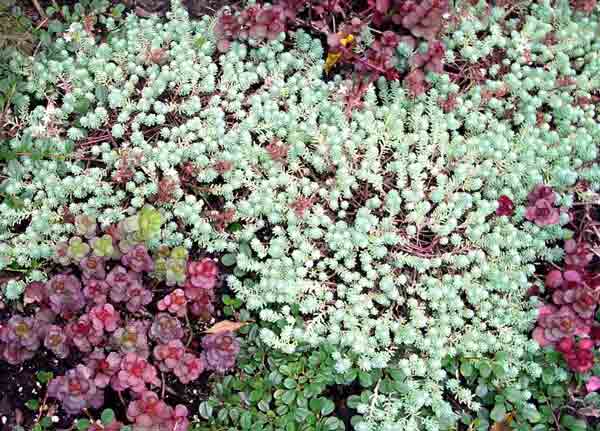 colorful sedum