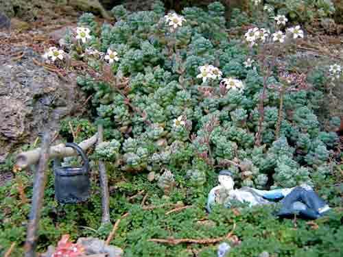 scene with figure and sedum