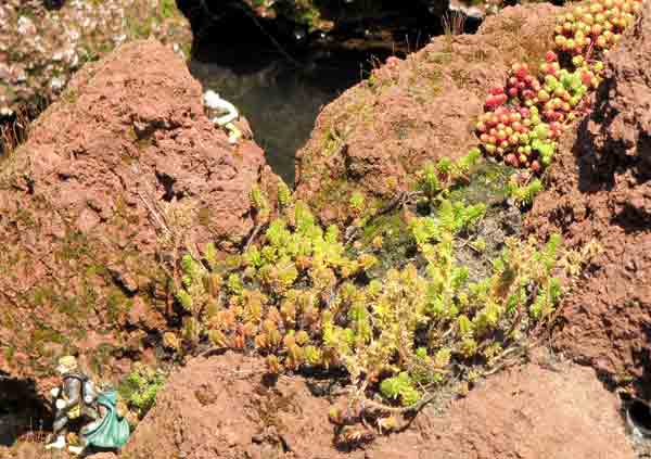 sedums between rocks