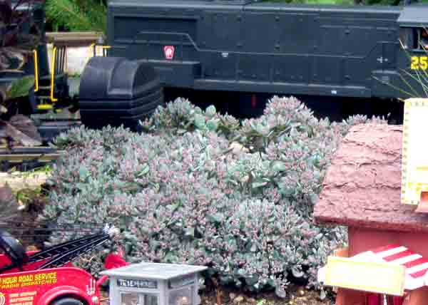 sedum next to train