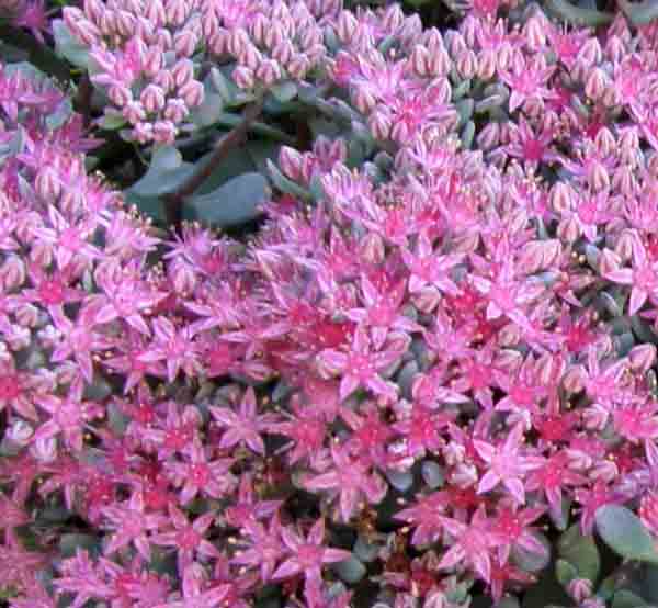 pink sedum in bloom