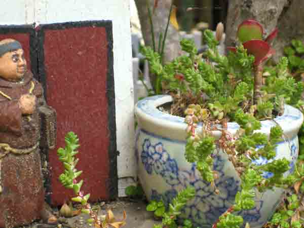 plant in pot next to structure