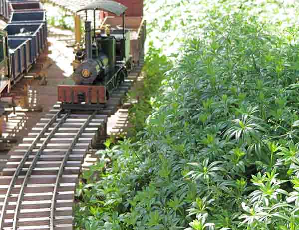 train next to green bush