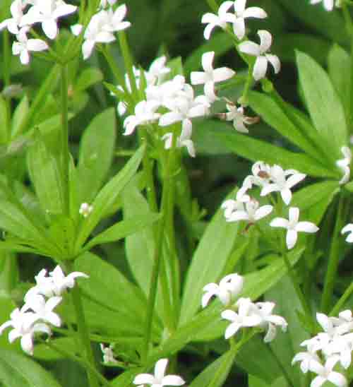 close up of white flowers